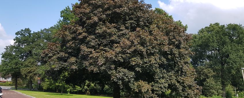 Acer platanoides, vrij uitgroeiend
