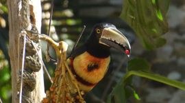 Halsbandarassari, Pteroglossus torquatus, Collared araçari. A Collared araçari (Pteroglossus torquatus) from the toucan family feeds on ripe palm fruits in Panama.