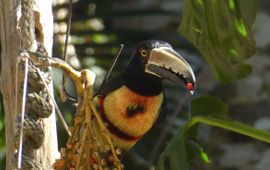 Halsbandarassari, Pteroglossus torquatus, Collared araçari. A Collared araçari (Pteroglossus torquatus) from the toucan family feeds on ripe palm fruits in Panama.