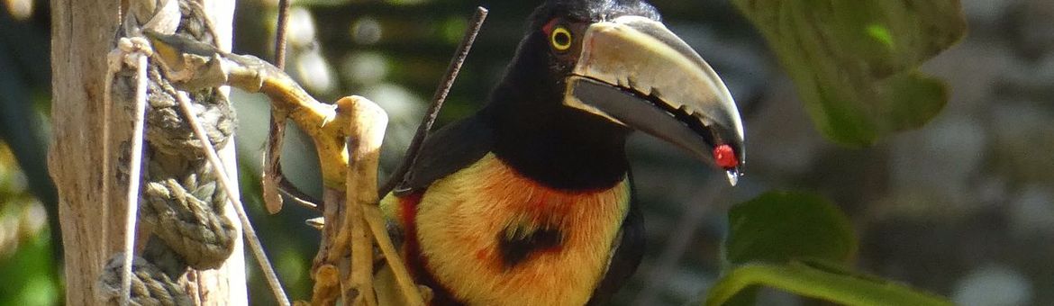 Halsbandarassari, Pteroglossus torquatus, Collared araçari. A Collared araçari (Pteroglossus torquatus) from the toucan family feeds on ripe palm fruits in Panama.