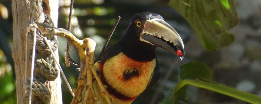 Halsbandarassari, Pteroglossus torquatus, Collared araçari. A Collared araçari (Pteroglossus torquatus) from the toucan family feeds on ripe palm fruits in Panama.