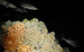 Cold water coral reef in de deep sea. The deep sea is all water deeper than 200 meters. Sunlight cannot penetrate to these depths.