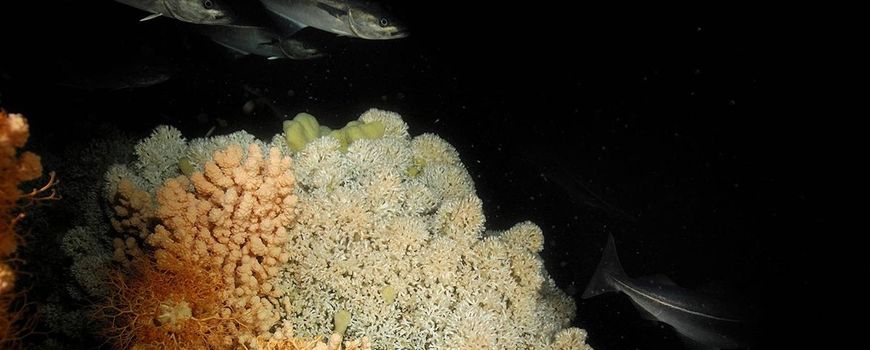 La natura oggi |  La ricerca in acque profonde mostra modelli di tigre auto-organizzanti nelle barriere coralline di acqua fredda