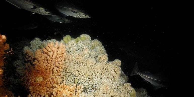 Corallo d'acqua fredda del mare profondo: l'acqua è più profonda di 200 metri e la luce del sole non può raggiungere qui