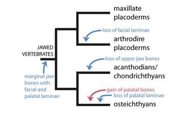 Scenario voor de evolutie van kaakbotten in vroege kaakdieren. Entelognathus maakt deel uit van de ‘maxillate placoderms’