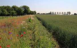 De bloemrijke oevers van sloten in agrarisch gebied kunnen een belangrijke bron van voedsel zijn voor wilde bestuivers.