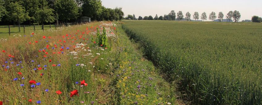 De bloemrijke oevers van sloten in agrarisch gebied kunnen een belangrijke bron van voedsel zijn voor wilde bestuivers.