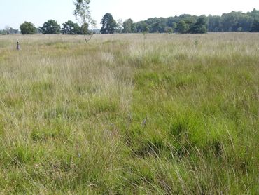 Pijpenstrootje is in veel natte heidegebieden de dominante plantensoort