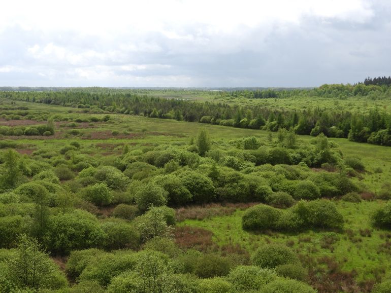 Het Hart van Drenthe, waar de jonge kraanvogelkuikens het levenslicht zagen