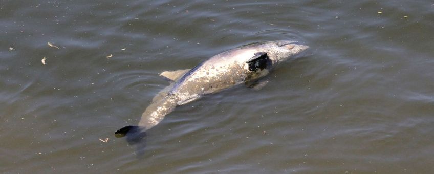 Dode Bruinvis Schelde