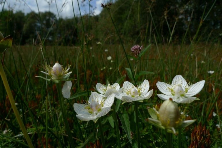 Parnassia in bloei