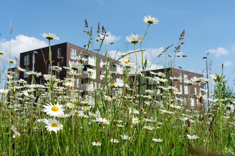 Berm met inheemse beplanting