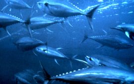 NOAA Yellowfin tuna