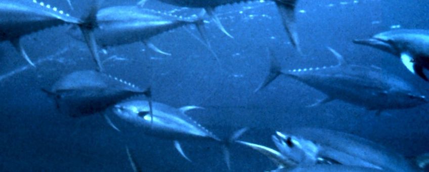 Yellowfin tuna