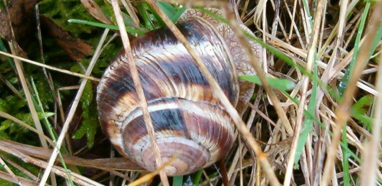 De Gebandeerde wijngaardstak (Helix lucorum) uit Zutphen