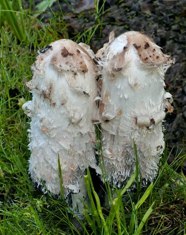 Geschubde inktzwam (Coprinus comatus)