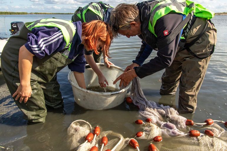 Vismonitoring met fuiken in de geulen van de Marker Wadden