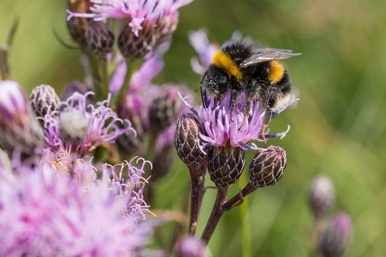 Het unieke zaagblad, ooit te vinden op veel plekken in Nederland, nu in de top tien van de meest met uitsterven bedreigde wilde planten in ons land