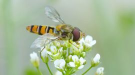 Snorzweefvlieg, een van onze algemeenste zweefvliegen, die over lange afstanden kan migreren.