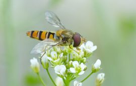 Snorzweefvlieg, een van onze algemeenste zweefvliegen, die over lange afstanden kan migreren.