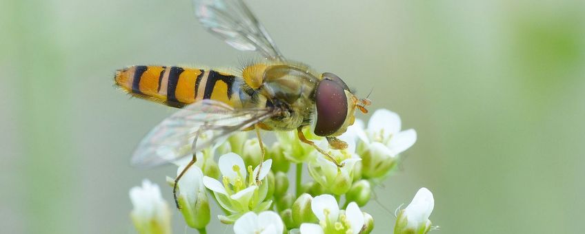 Snorzweefvlieg, een van onze algemeenste zweefvliegen, die over lange afstanden kan migreren.