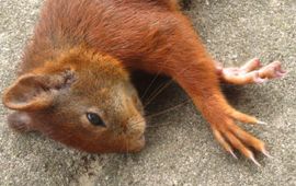 Eekhoorn dieren onder de wielen