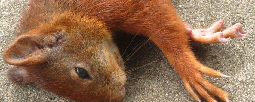 Eekhoorn dieren onder de wielen