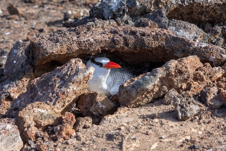 Nest of red-billed tropicbird at the Galápagos Islands