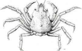 Peter H. van Bragt Rode spinkrab © Adema (1991)