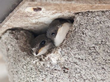 Huiszwaluwen in nest