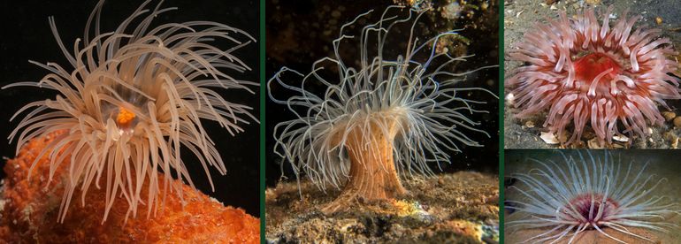 Net als 'grondbloemen' en 'flowering pots' zijn sommige zee-anemonen naar bloemen genoemd. In dit geval is dat de prachtige Zeedahlia (rechtsboven, Bron: Marion Haarsma). Links de Golfbrekeranemoon (Diadumene cincta) (Bron: Mick Otten). In het midden de Weduweroos (Cylista undata - vroeger Sagartiogeton undatus) (Bron: Peter van Bragt). Rechtsonder de Viltkokeranemoon (Cerianthus lloydii)
