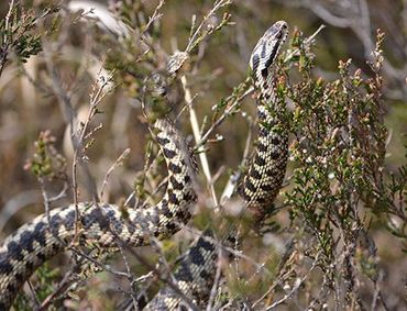 Slangendans van adders