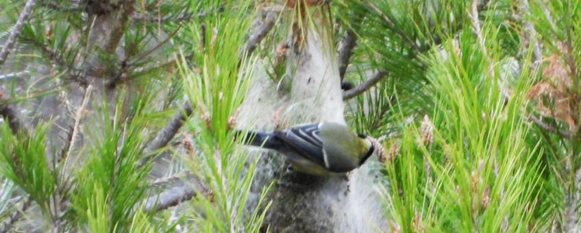 Koolmees op nest dennenprocessierups