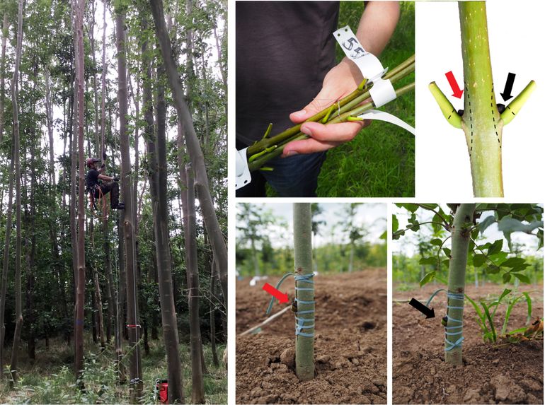 Op de foto links worden takken van es nummer 558 verzameld uit de kroon. Deze takken gaan naar de kwekerij (foto midden boven) waar 12 knoppen van deze boom op twaalf onderstammen worden gezet (foto’s rechts boven en de onderste twee foto’s rechts). Deze knoppen lopen snel uit en volgend jaar zijn de 12 boompjes van deze es al circa anderhalve meter hoog