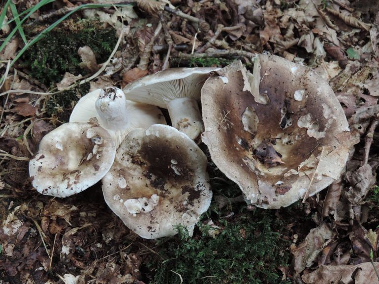 Smalplaatrussula