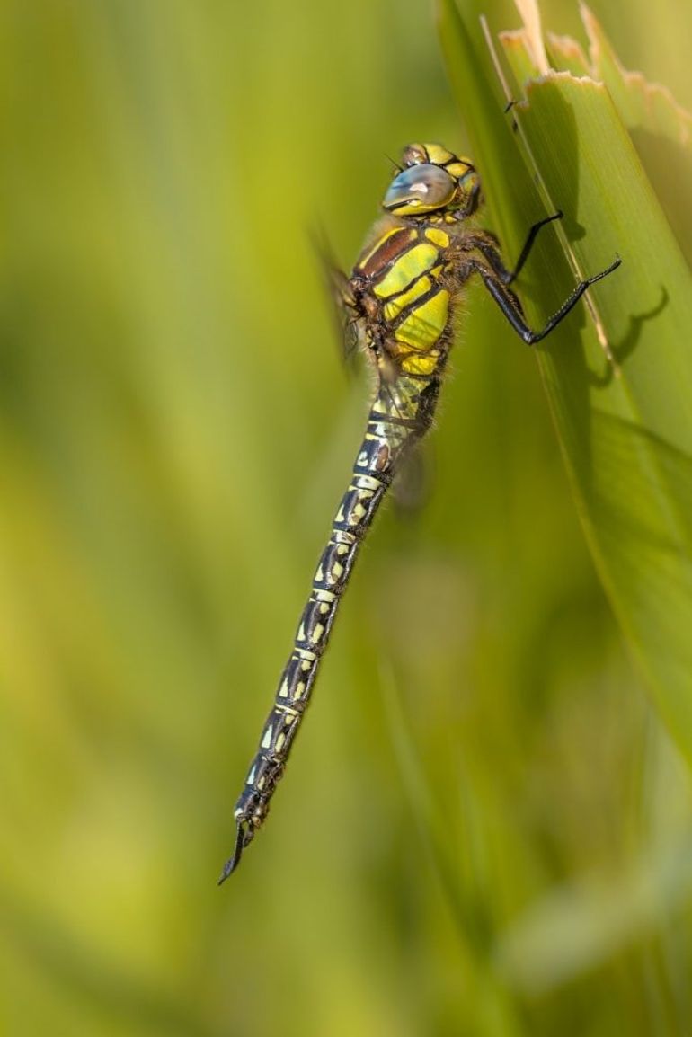 De glassnijder, een van de eerste libellen die in het voorjaar wordt gezien