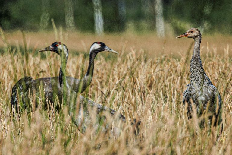 Kraanvogelfamilie in de Peel