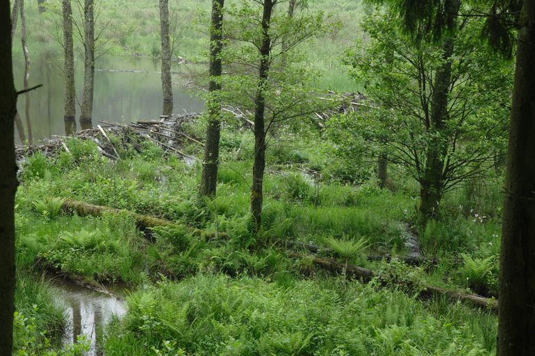 Op de voorgrond een moeras dat ontstaat nadat een beverfamilie zijn dam en burcht heeft verhuisd. Het meer loopt leeg en raakt begroeid met tal van moerasplanten. De restanten van de dam remmen de afwatering, wat moerasvorming stimuleert