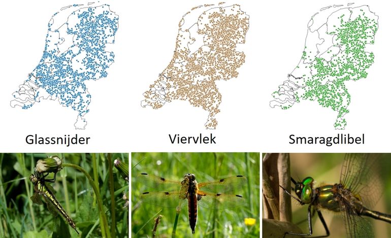 Wat echte libellen die nu vliegen; kaartjes geven waarnemingen vanaf 2015 weer