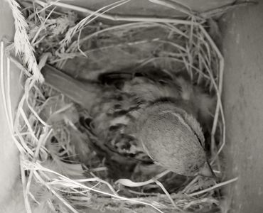 Huismus voor de webcam van Beleef de Lente