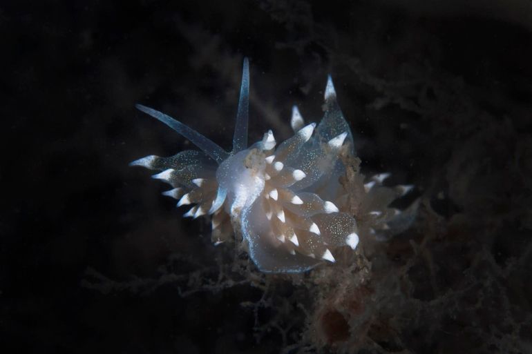 Witgezoomde knuppelslak Eubranchus linensis, Oosterschelde, 2014. De witte rand rondom de voet en de witte toppen van de cerata in combinatie met de witte vlekjes zijn duidelijk zichtbaar 