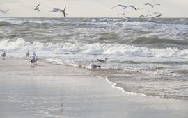 Shutterstock Meeuwen bij de zee