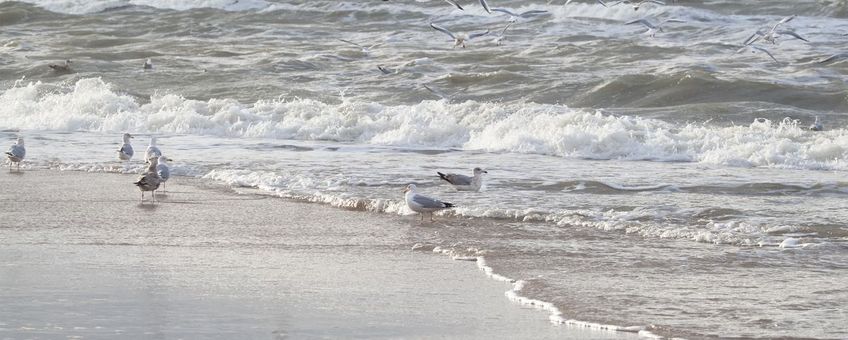 Meeuwen bij de zee