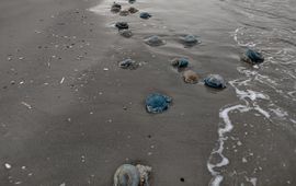 zeepaddenstoelen aangespoeld op Schiermonnikoog  8-11-2023