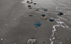Hannajo, Waarneming.nl zeepaddenstoelen aangespoeld op Schiermonnikoog 8-11-2023