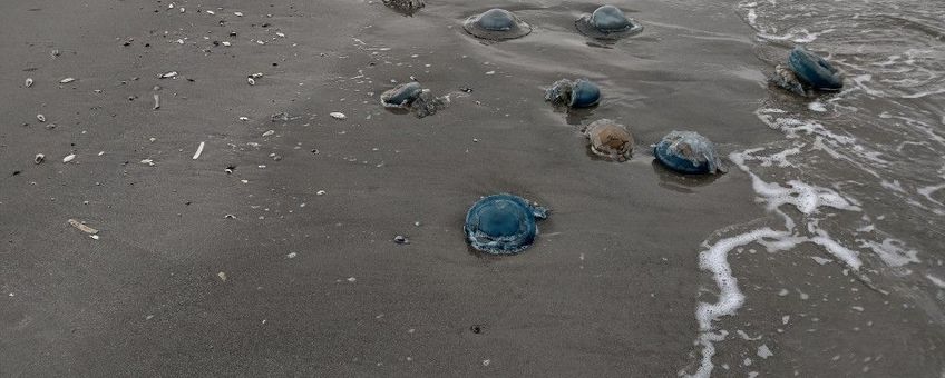 zeepaddenstoelen aangespoeld op Schiermonnikoog  8-11-2023