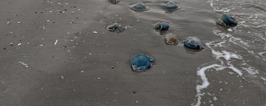 zeepaddenstoelen aangespoeld op Schiermonnikoog 8-11-2023