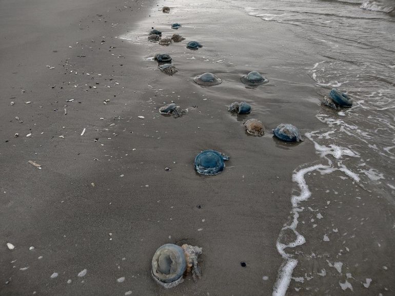 Aangespoelde zeepaddenstoelen op Schiermonnikoog, op 8 november 2023