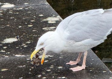 Zilvermeeuw met rivierkreeft in Leidse Hortus