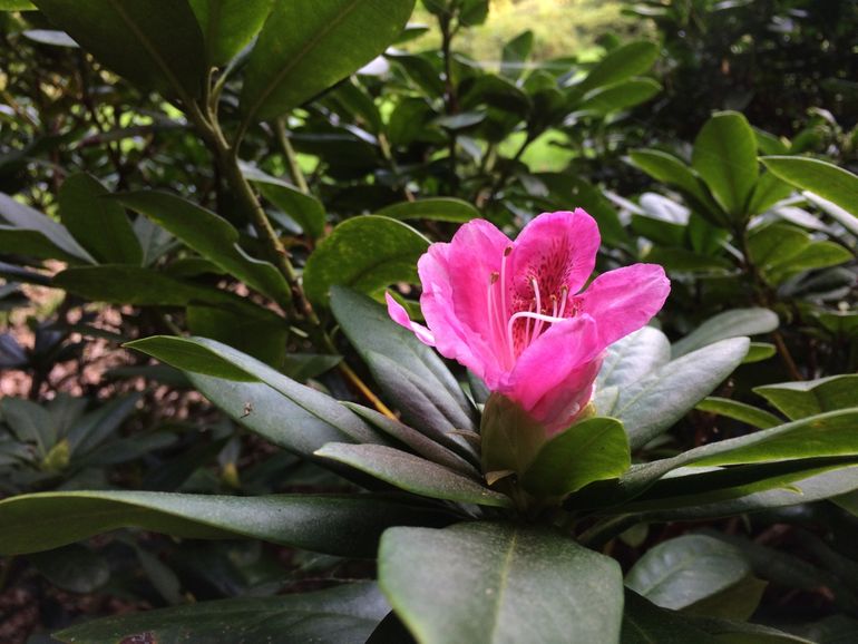 Bloeiende rododendron in botanische tuin Belmonte op 23 augustus 2017